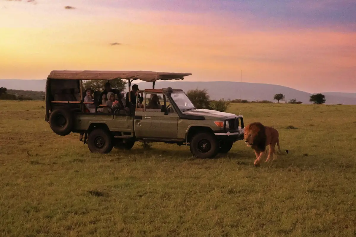 A safari vehicle with passengers watching a lion at sunset