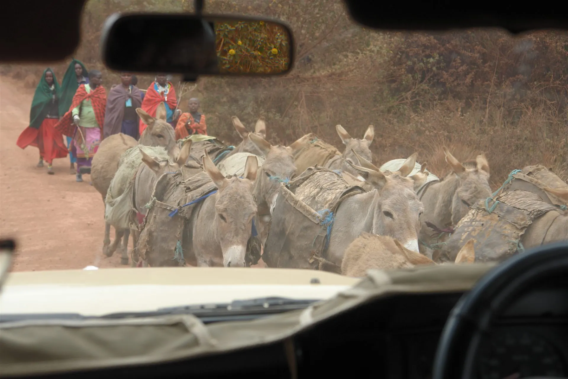 Maasai herders leading pack donkeys on the road up to Empakai