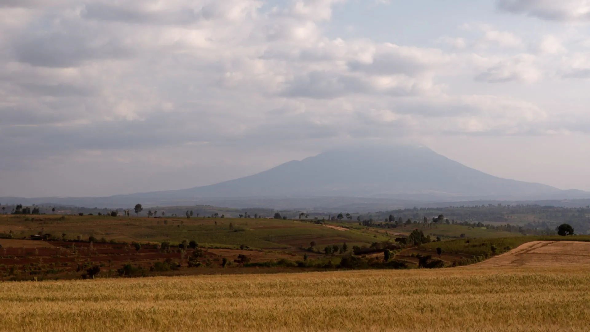 Mount Hanang rising above golden wheat fields