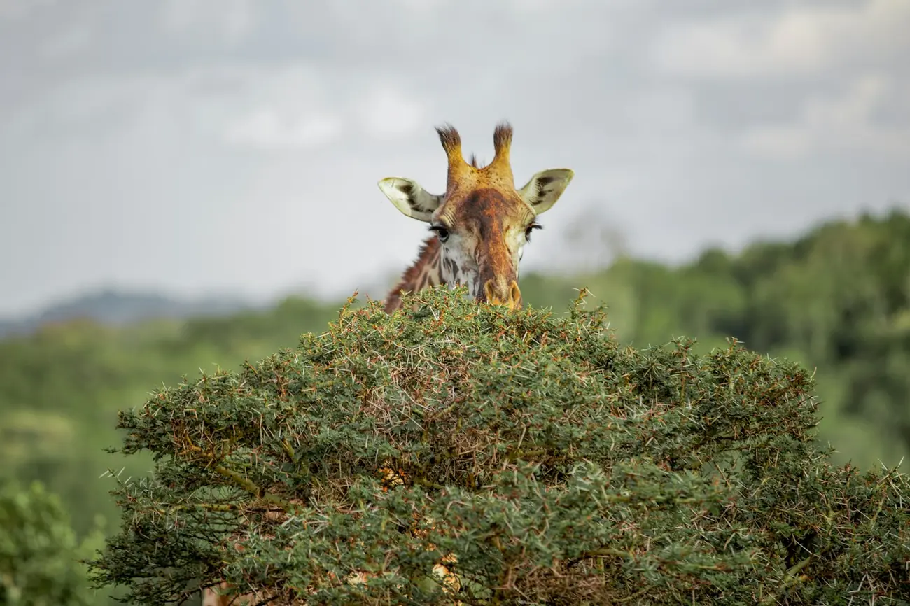 A giraffe peering over the top of a green bush