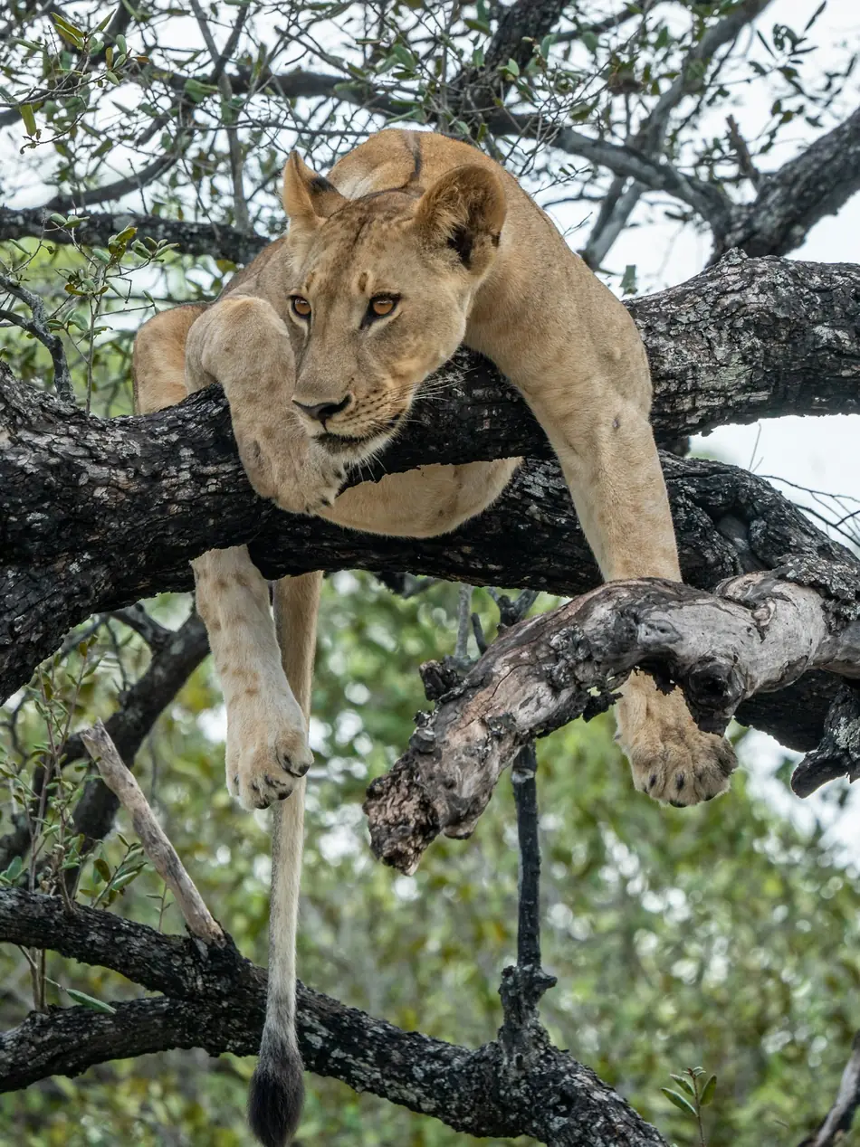 A lioness resting along a thick tree branch