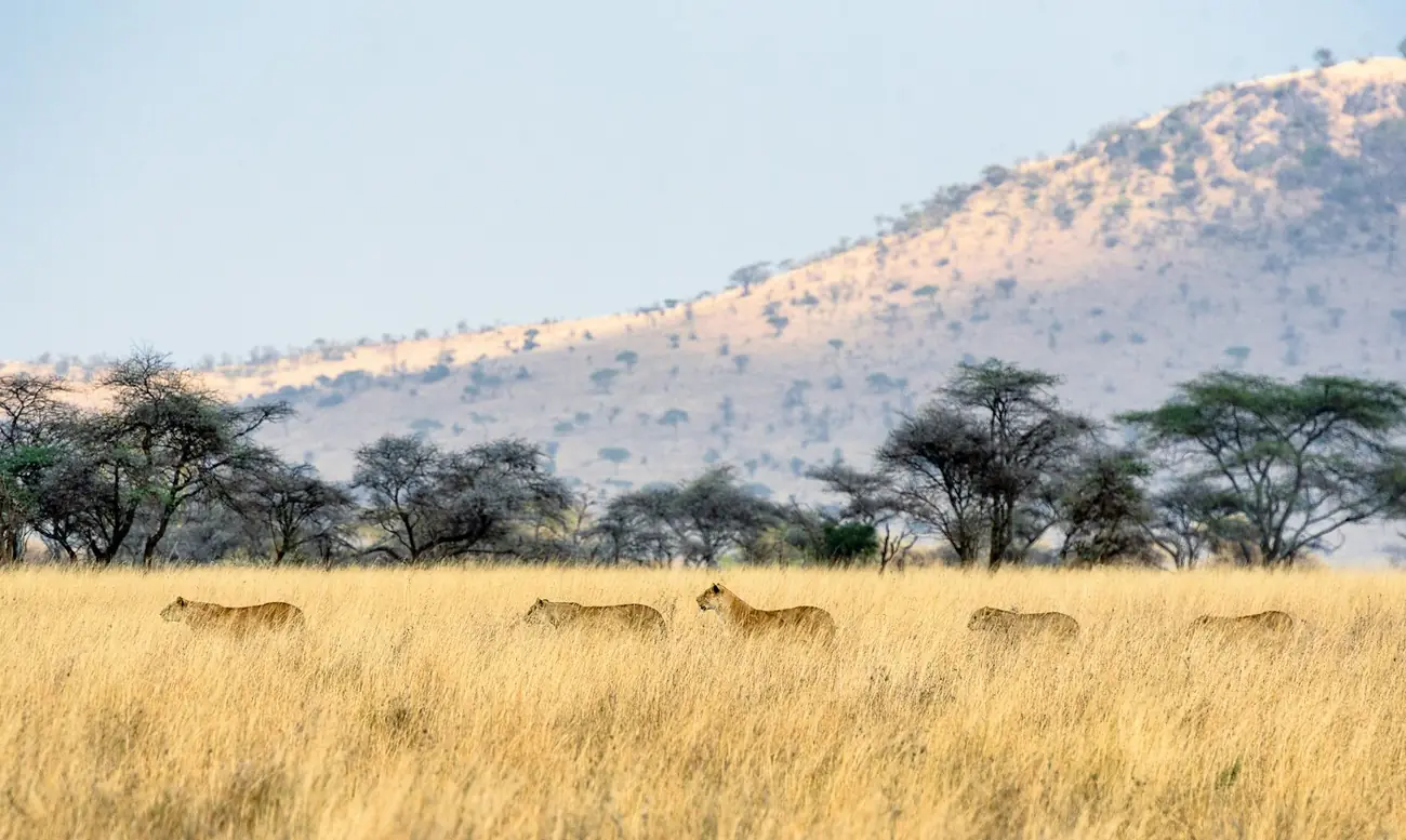Lionesses moving through golden grass below a rocky hill