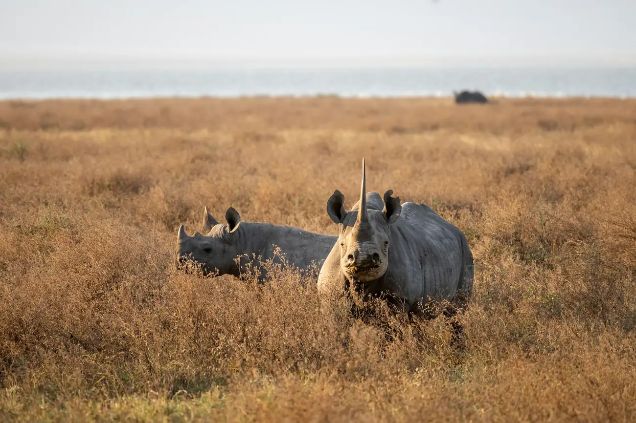 Two black rhinos standing in tall golden grass