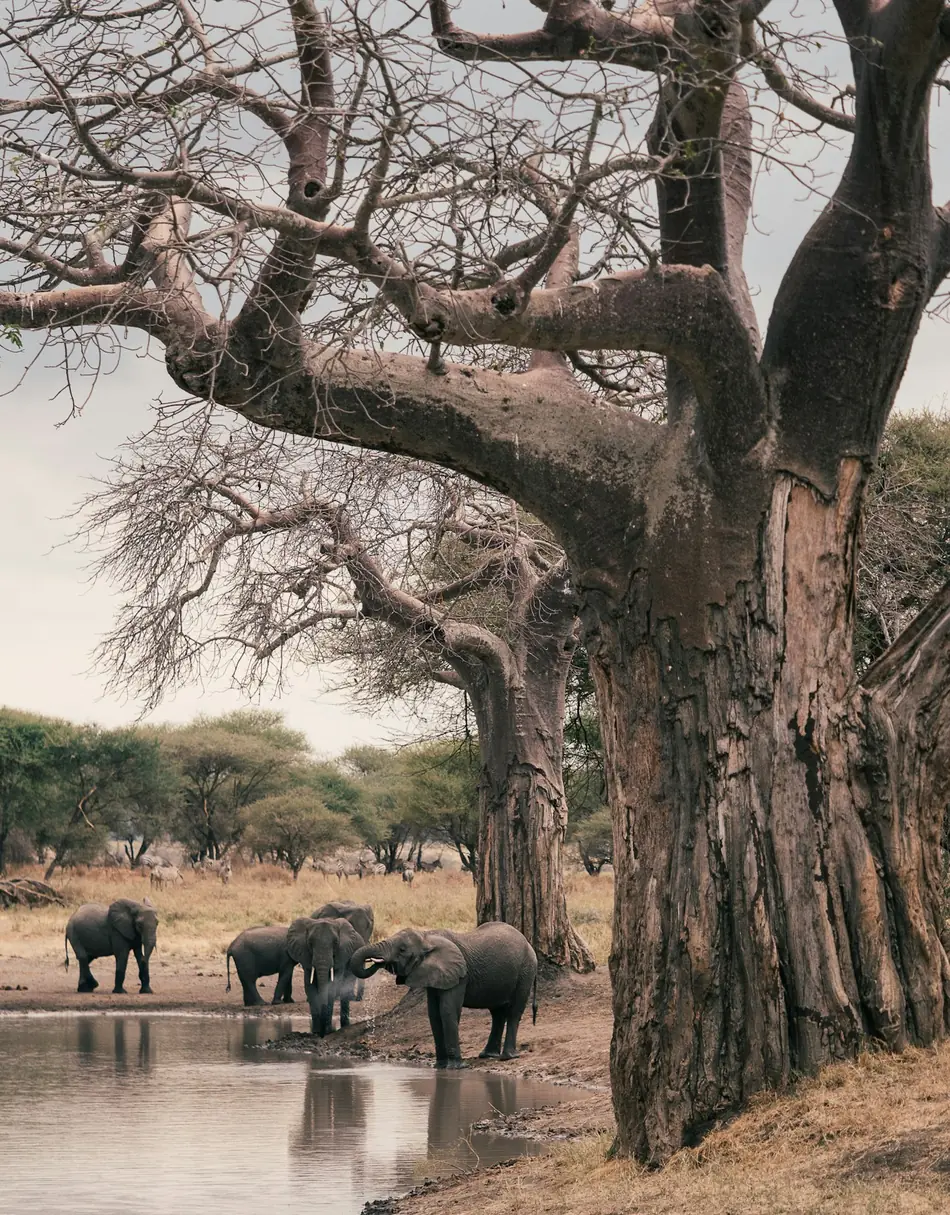 Elephants drinking at a pool beneath a giant baobab tree