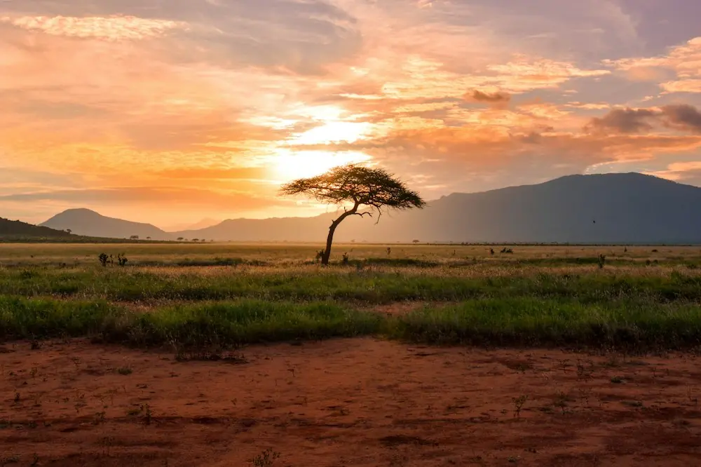 A lone acacia on open plains at sunset