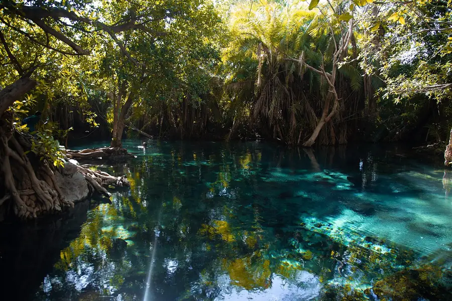 Clear warm spring water at Kikuletwa, also called Chemka, ringed by fig roots and palms