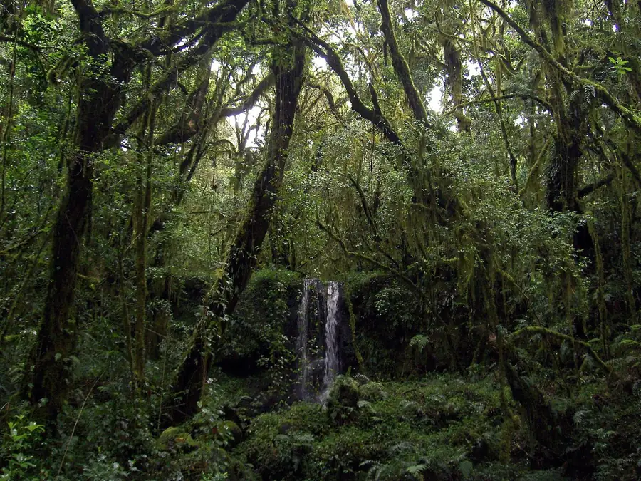 A slender waterfall dropping through moss-hung rainforest on the slopes of Kilimanjaro